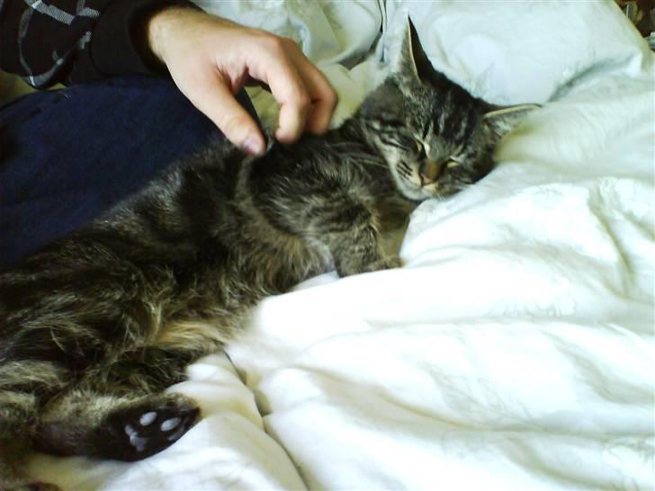 Huskat Mallik -  - Uhh, det er så dejligt, at blive nusset :D billede 6