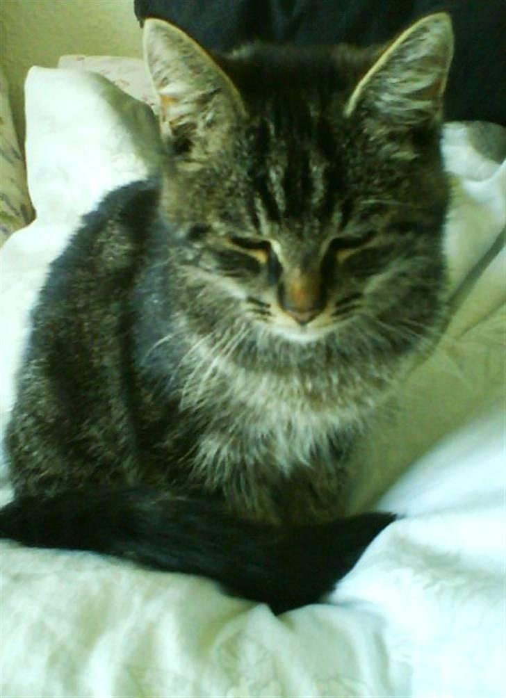 Huskat Mallik billede 7