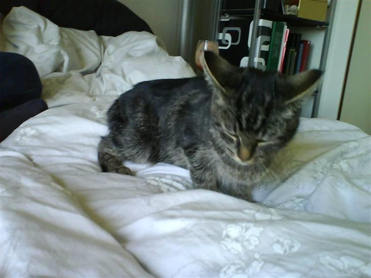 Huskat Mallik -  - Er han ikke sød :D billede 8