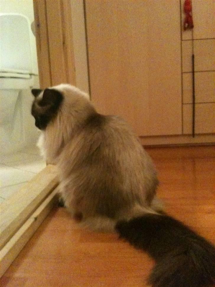 Ragdoll Seriøs´s Dream on "SOLGT" billede 1