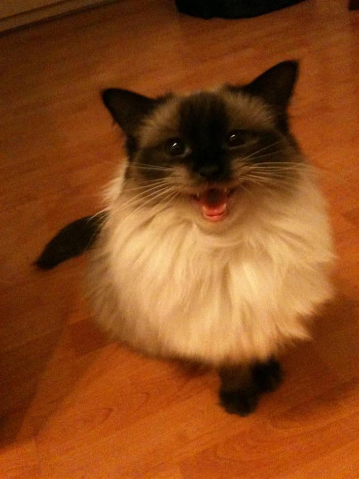 Ragdoll Seriøs´s Dream on "SOLGT" billede 2