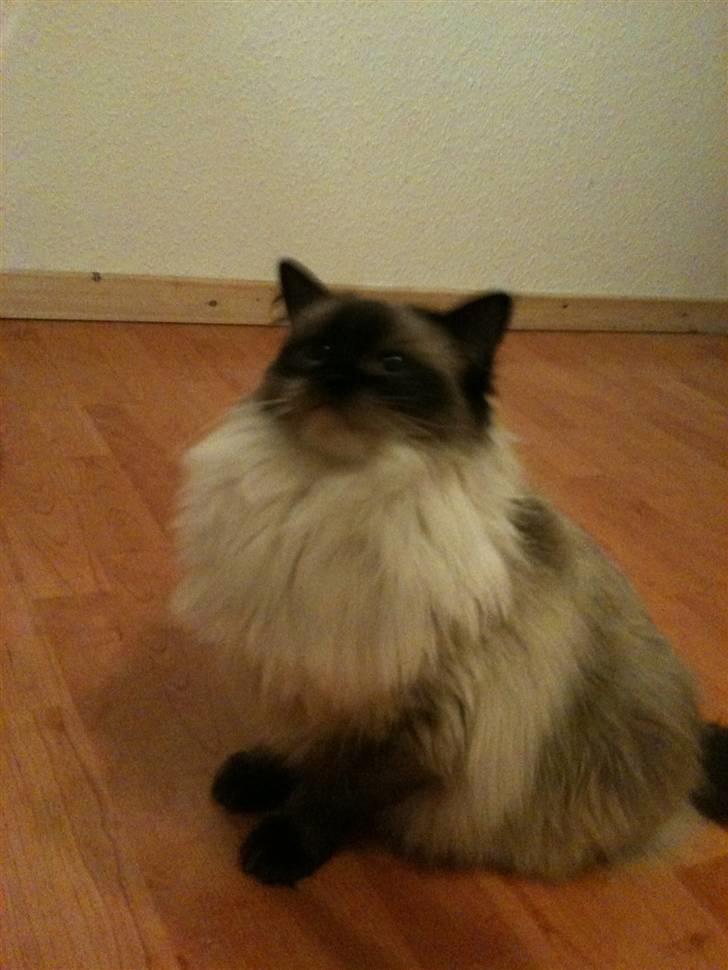 Ragdoll Seriøs´s Dream on "SOLGT" billede 3