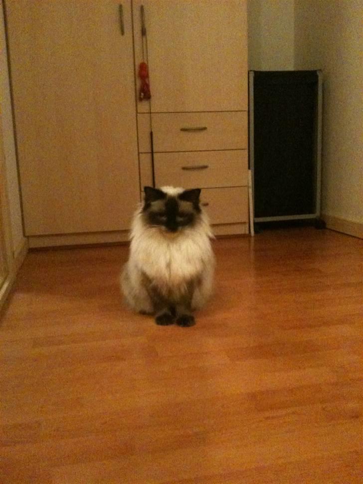 Ragdoll Seriøs´s Dream on "SOLGT" billede 4