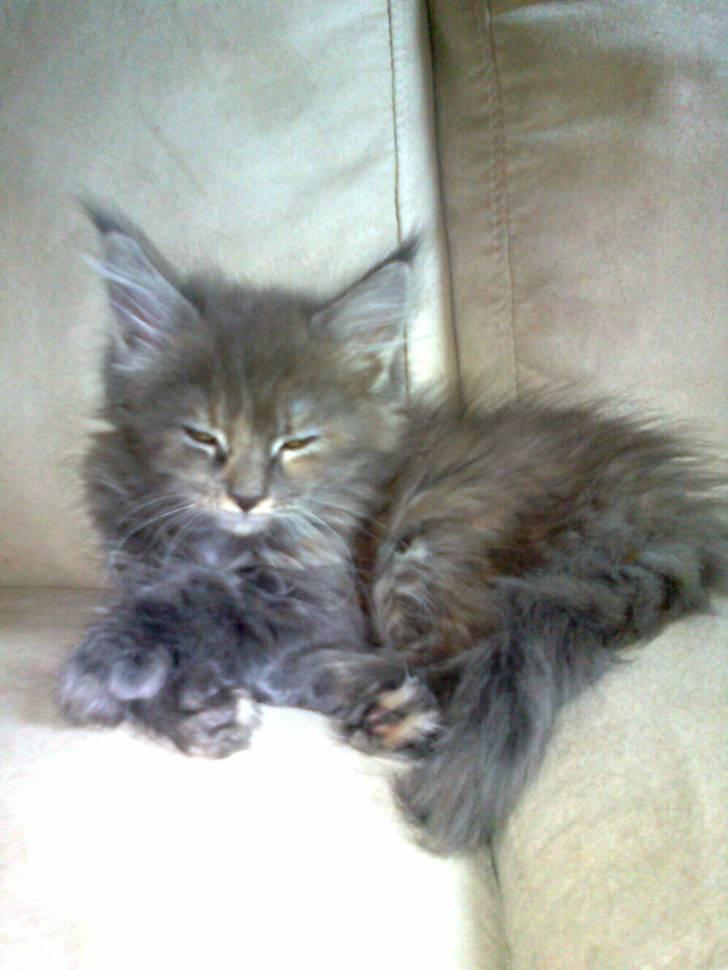 Maine Coon Karma billede 5