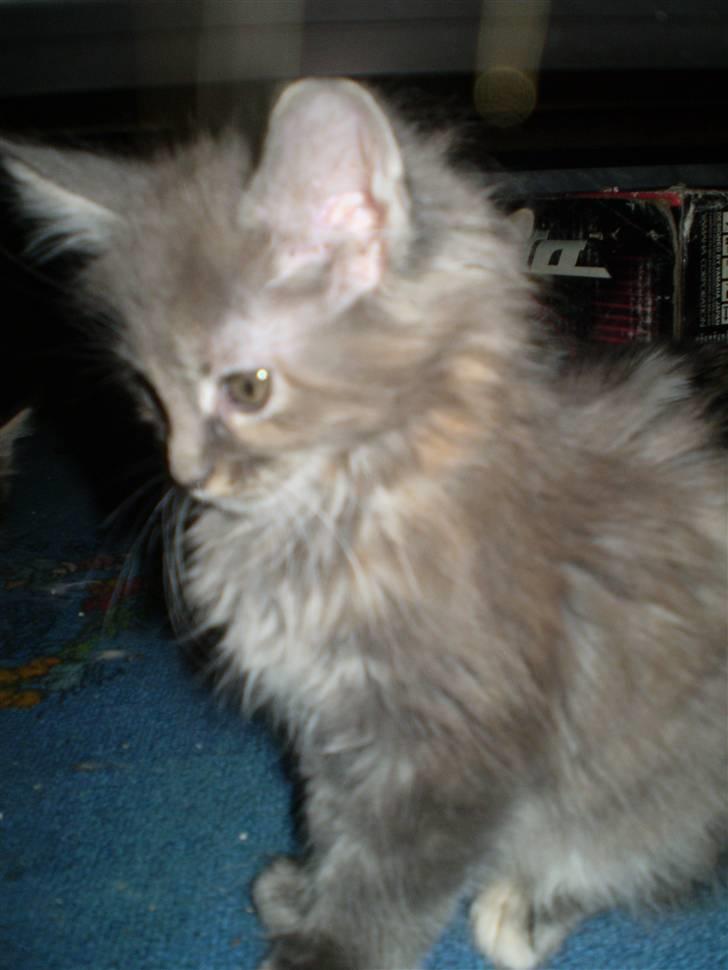 Maine Coon Karma billede 6