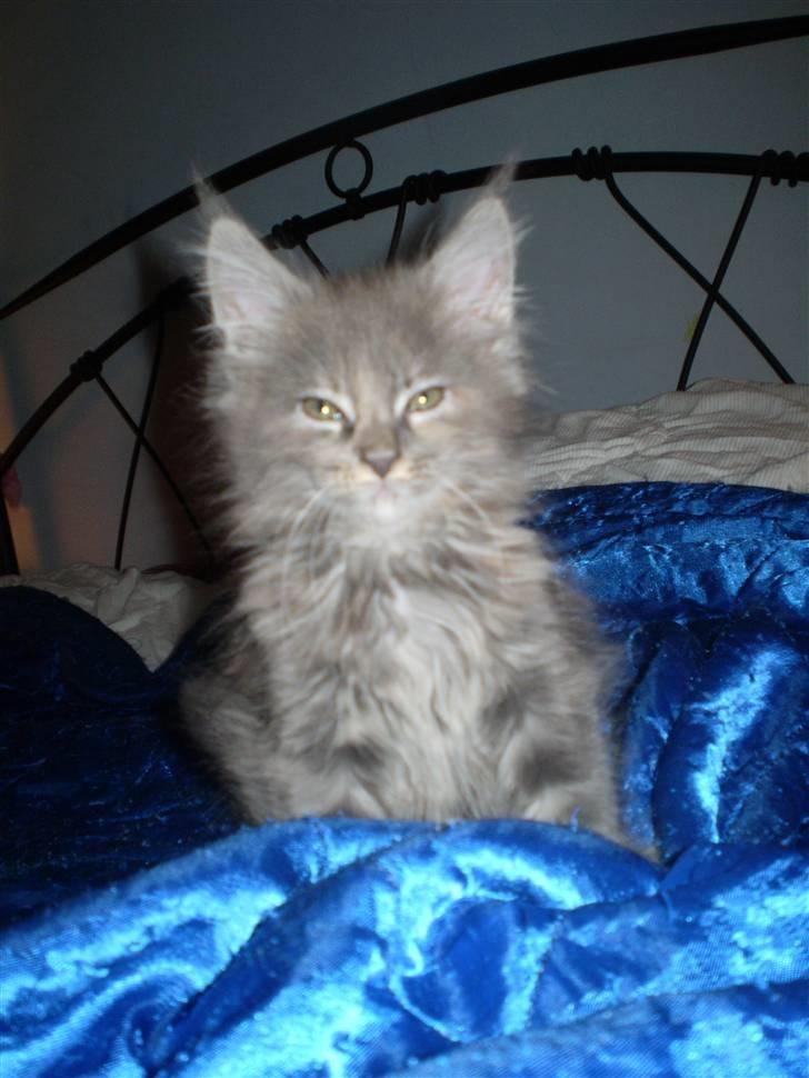 Maine Coon Karma billede 7