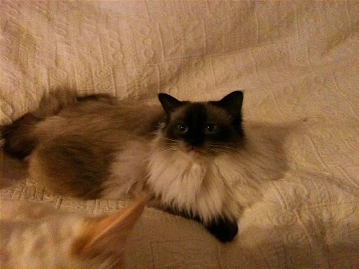 Ragdoll Seriøs´s Dream on "SOLGT" billede 5