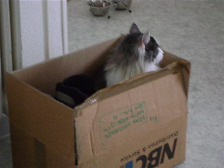 Blanding af racer Minimis ( <3  himmel kat)  billede 14