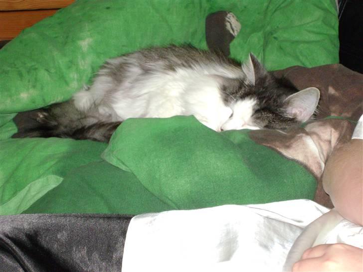 Blanding af racer Minimis ( <3  himmel kat)  billede 15