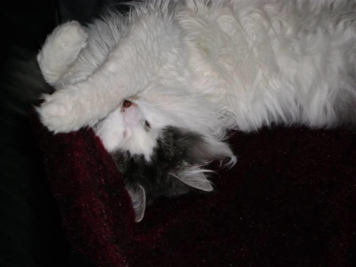 Blanding af racer Minimis ( <3  himmel kat)  billede 16