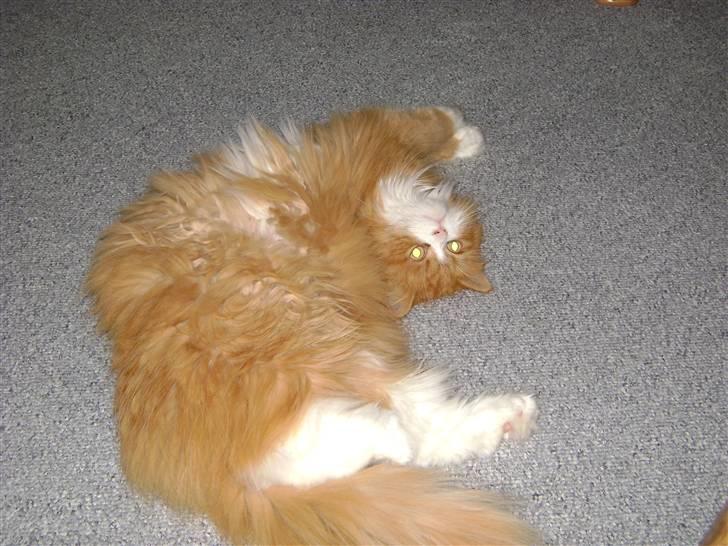 Blanding af racer Charlie billede 16