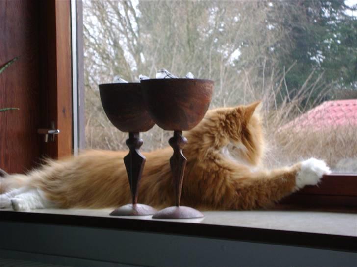 Blanding af racer Charlie billede 17