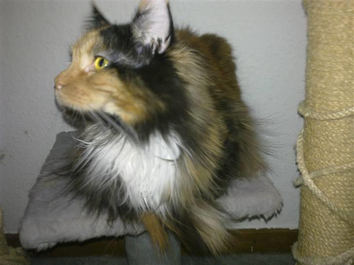 Maine Coon Destiny billede 11