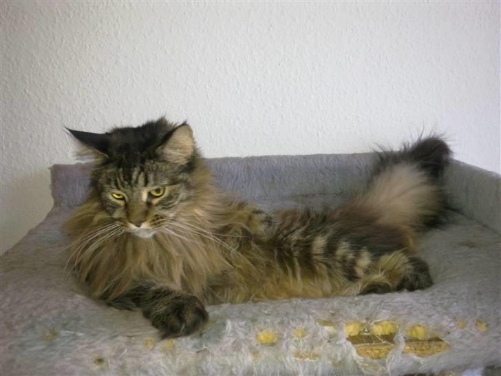 Maine Coon Gizze billede 7