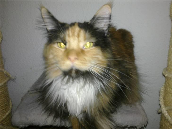 Maine Coon Destiny billede 12