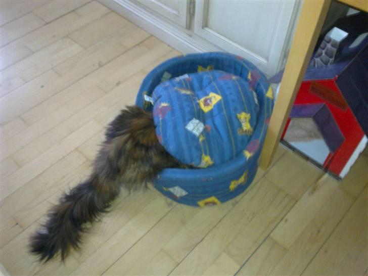 Maine Coon Destiny - Jeg leger gemmeleg billede 13