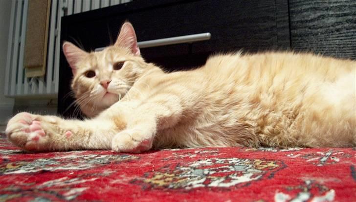 Blanding af racer Phønix (floffy) - 12 måneder billede 12