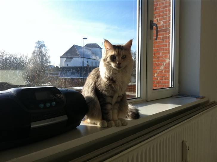 Maine Coon Tøsen billede 1