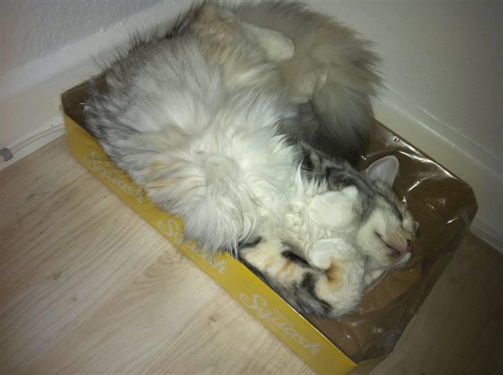 Maine Coon Tøsen billede 2