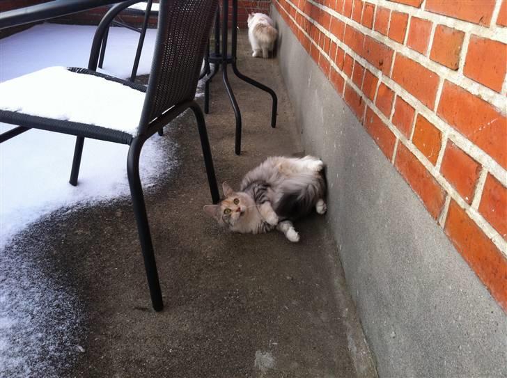 Maine Coon Tøsen billede 3