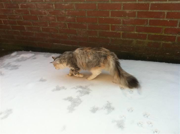 Maine Coon Tøsen billede 4