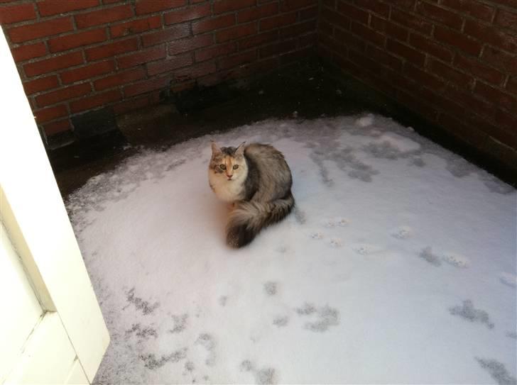 Maine Coon Tøsen billede 5