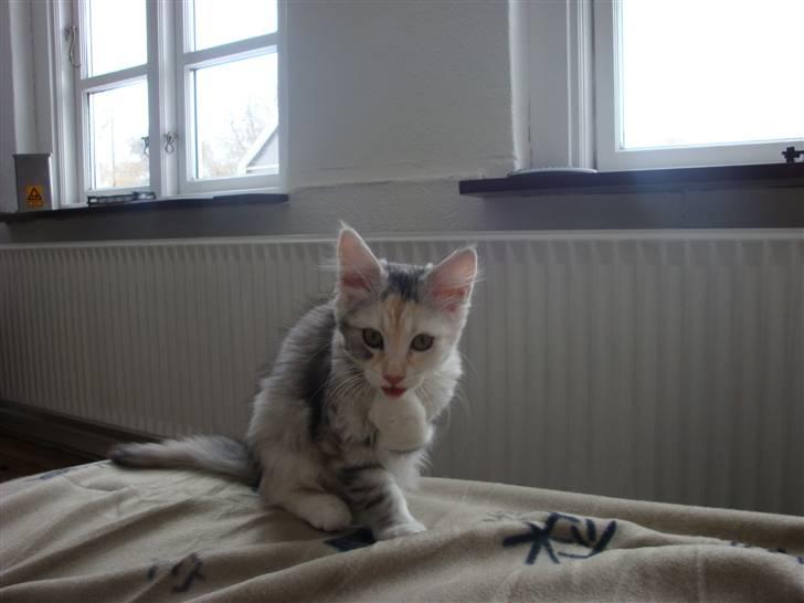 Maine Coon Tøsen billede 6