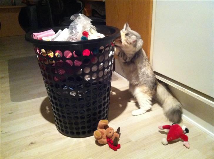 Maine Coon Tøsen billede 7