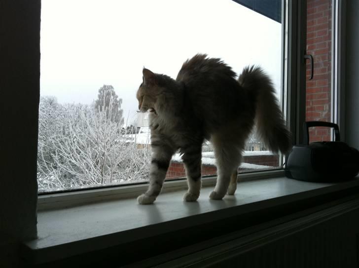 Maine Coon Tøsen billede 8