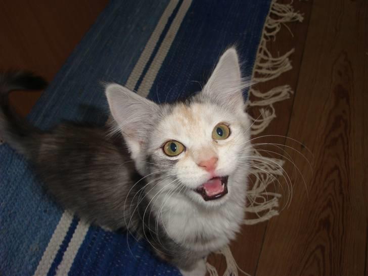 Maine Coon Tøsen billede 9