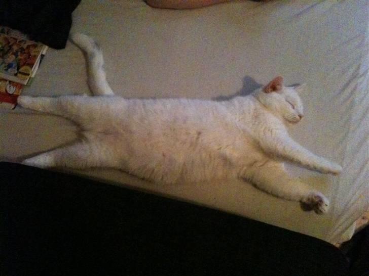 Huskat Albert billede 13
