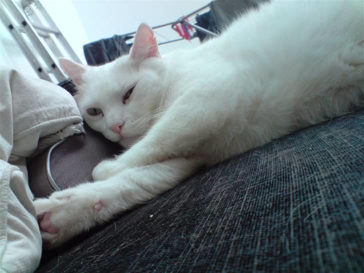 Huskat Albert billede 14