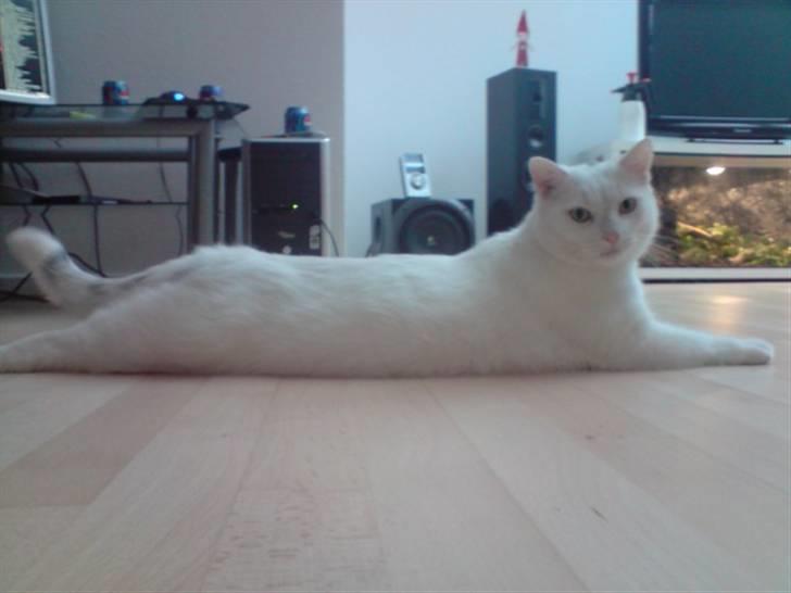 Huskat Albert billede 15