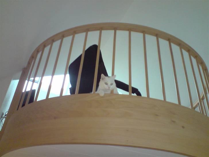 Huskat Albert billede 16