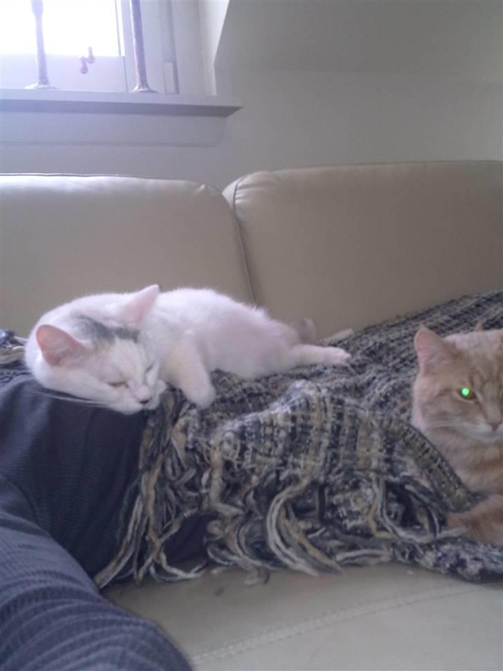 Blanding af racer Kaos billede 16