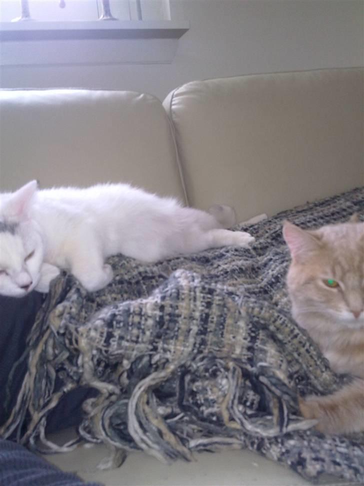 Blanding af racer Kaos billede 17