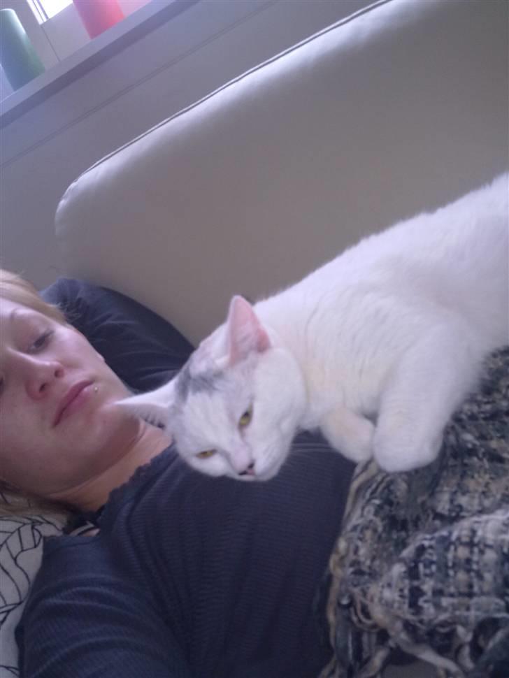 Blanding af racer Kaos billede 18