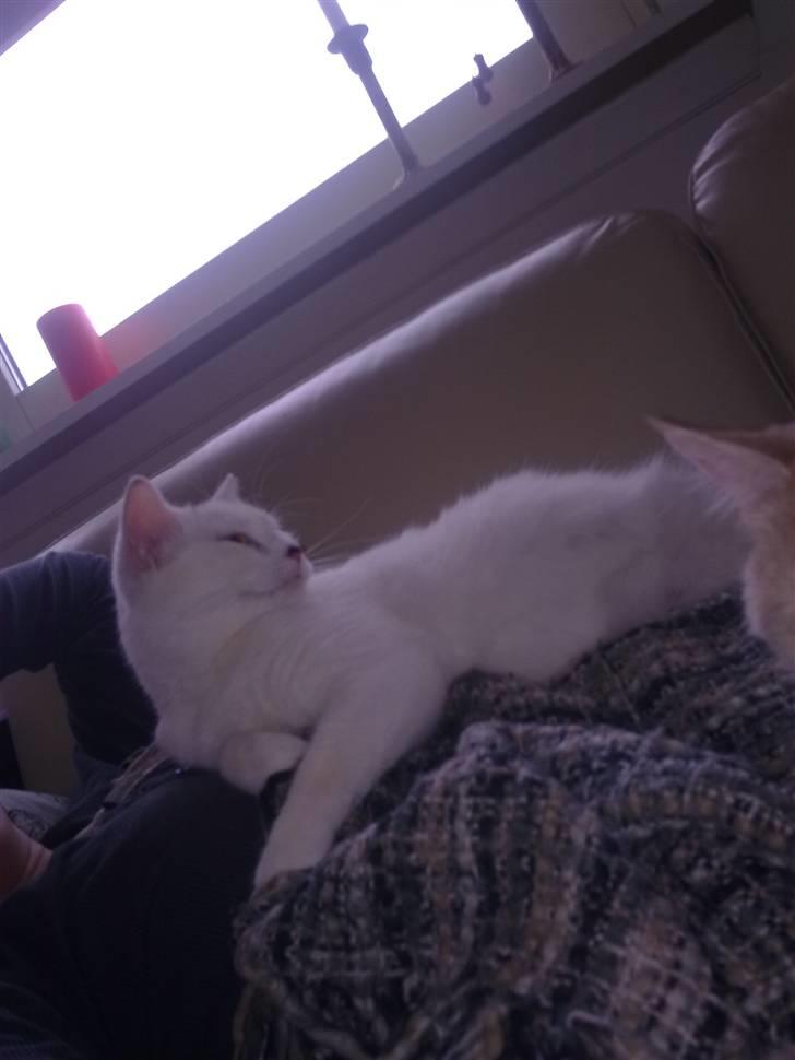 Blanding af racer Kaos billede 19