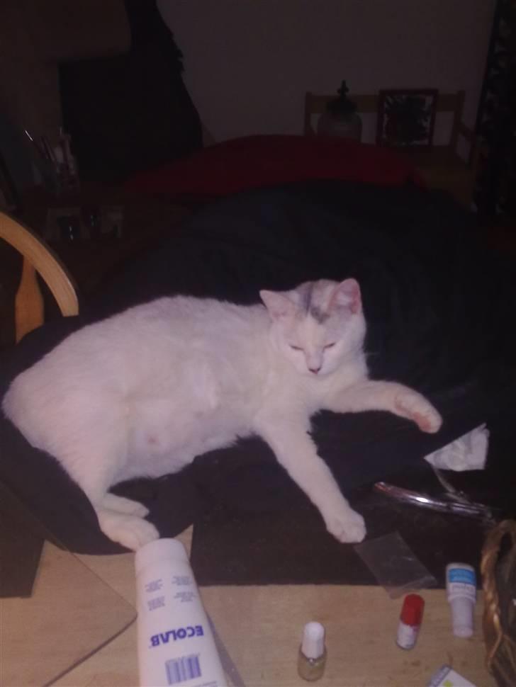 Blanding af racer Kaos billede 20