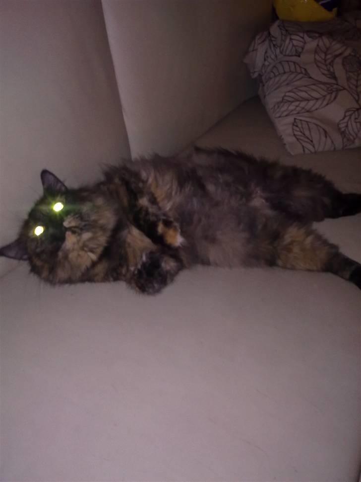 Maine Coon Duchess billede 11