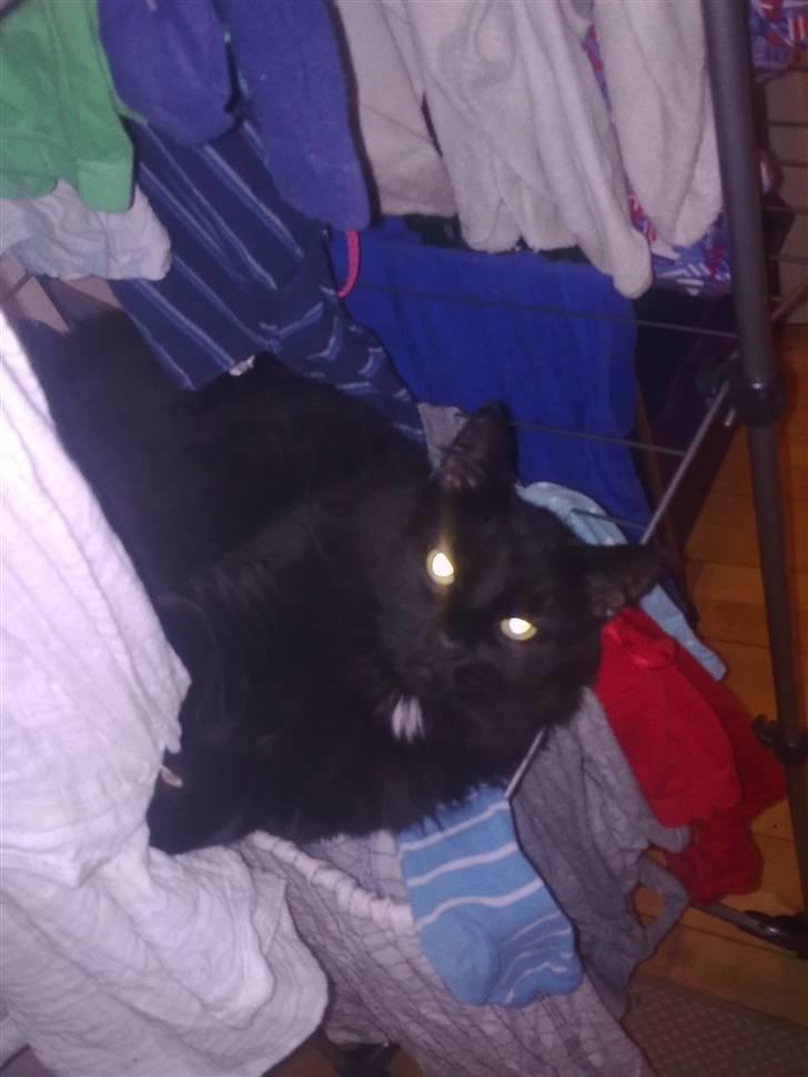 Maine Coon Zeus billede 16