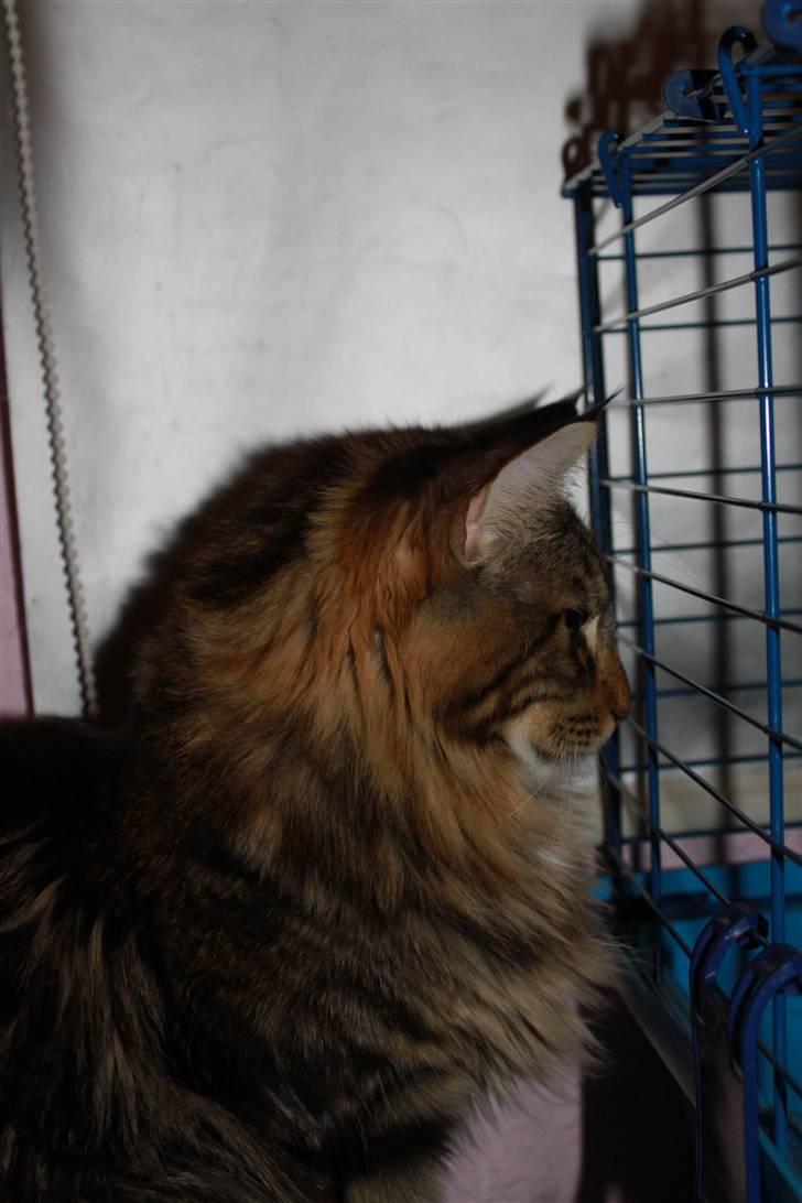 Blanding af racer Baltazar billede 12