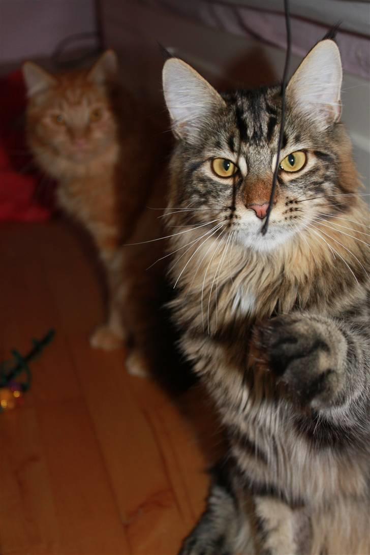 Blanding af racer Baltazar billede 13