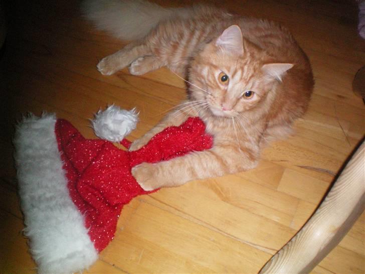 Blanding af racer Ferrari  billede 17