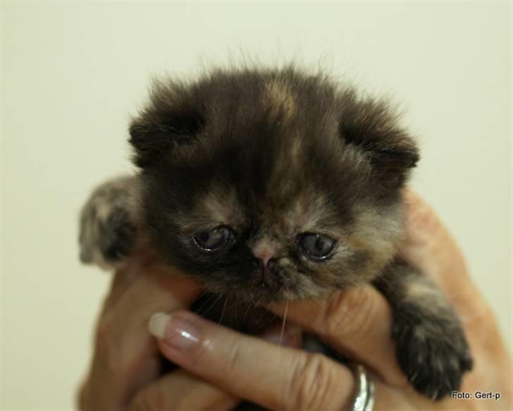 Exotic Coco Chanel *Joynes Nesbi - Som 3 uger gammel. billede 9