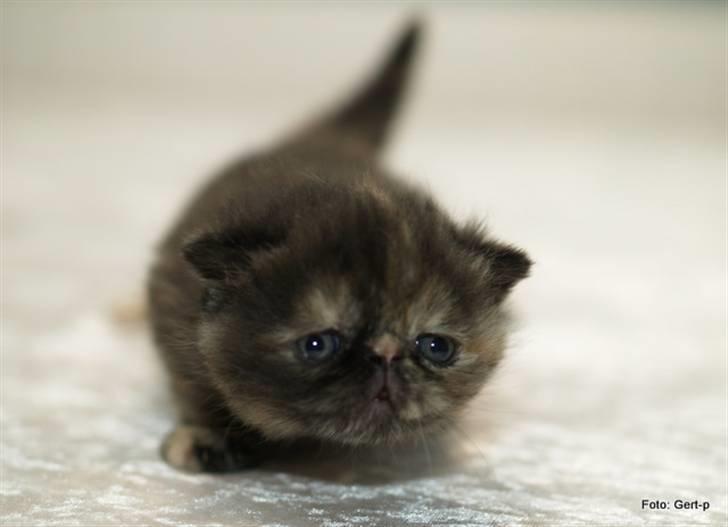 Exotic Coco Chanel *Joynes Nesbi - Som 3 uger gammel baby. billede 10