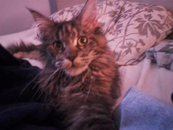 Maine Coon Porsche billede 10