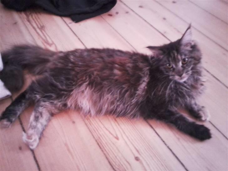 Maine Coon Porsche billede 11
