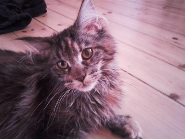 Maine Coon Porsche billede 12