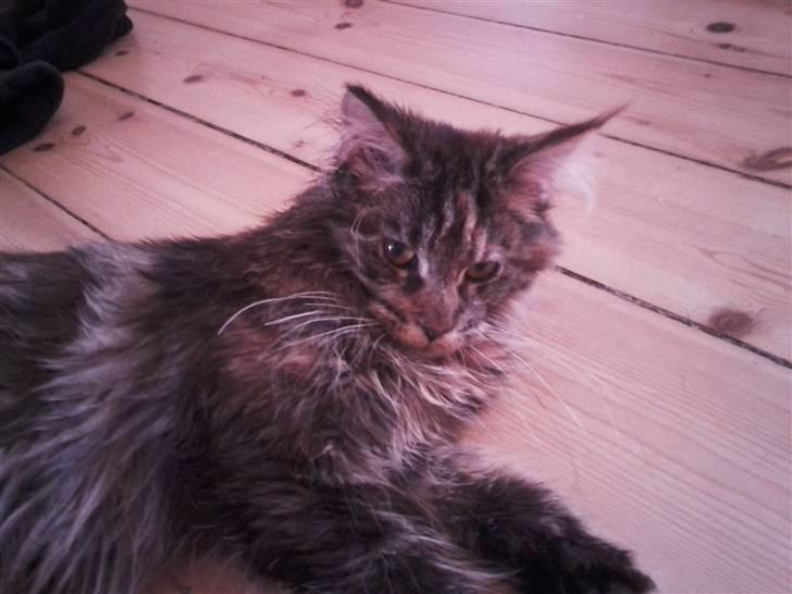 Maine Coon Porsche billede 13